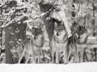 Wolves in the snow, Germany (BW) Art Print