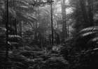 In the Jungle Art Print