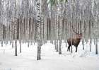 Stag in Birch Forest-Norway Art Print