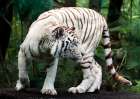 White Bengal Tiger Art Print