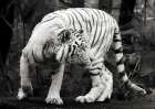 White Bengal Tiger (BAndW) Art Print