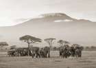 Kenya, Amboseli National Park Art Print