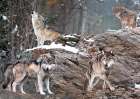 Wolf Pack, Alaska Art Print