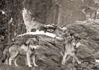 Wolf Pack, Alaska (BAndW) Art Print