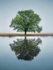 Tree Reflection, Berkshire, UK Art Deco Print
