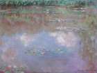 Water lily Pond Art Print