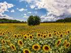 Gelso tra i girasoli Art Print