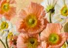 Poppies Of Gold Art Print