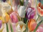 soft tulips (detail) Art Print