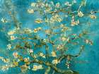 Mandorlo in fiore Art Print
