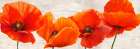 Bright Poppies Art Print