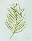 Lowcountry Living XVII Coastal Print