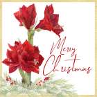 Merry Amaryllis VI Art Print