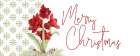 Merry Amaryllis panel I Art Print