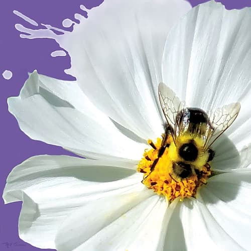Flower Pop IV Art Print