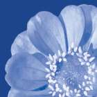 Flower Pop blue I Art Print