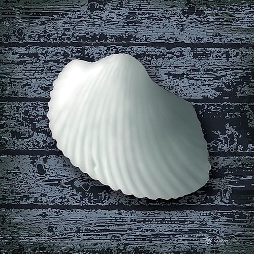 Seashore Shells Navy I Art Print
