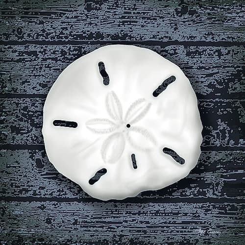 Seashore Shells Navy II Coastal Print