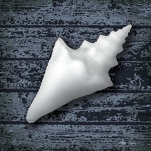 Seashore Shells Navy III Coastal Print