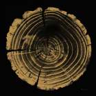 Tree Trunk II Art Print