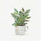 Botanical Mug II Botanical Print