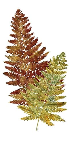 Fall Inspiration panel II Art Print