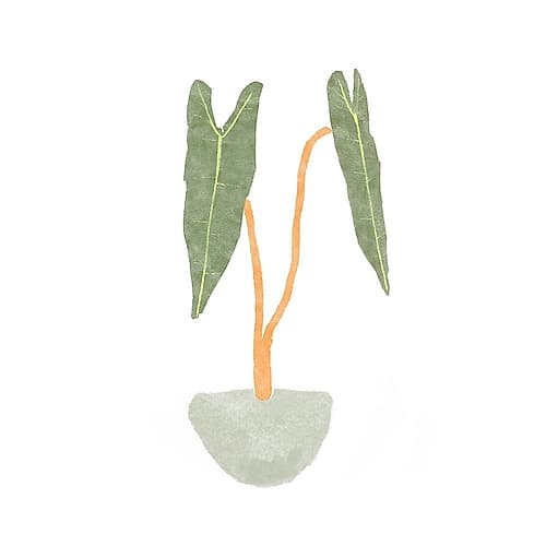 Philodendron Billietiae I Art Print by Bannarot