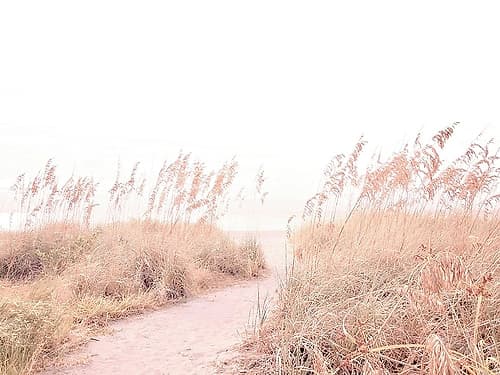 Walk  through the Grasses Coastal Print