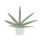 Snake  Plant V Botanical Print