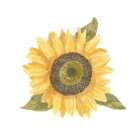 Single  Sunflower I Art Print