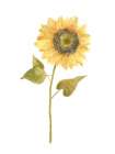 Single  Sunflower portrait I Art Print