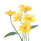 Wildflower  Group I Art Print