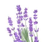 Wildflower  Group II Art Print