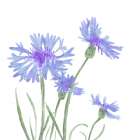 Wildflower  Group IV Art Print