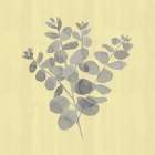 Natural Inspiration Eucalyptus gray And yellow II Art Print