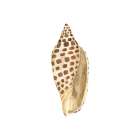 Oceanum Shells white II-Junonia Art Print