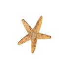 Oceanum Shells white VI-Sea Star Art Print