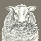 Watercolor  Pencil Farm color IX-Sheep Art Print
