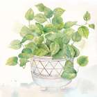 Houseplant I-Philodendron Botanical Print
