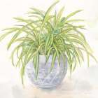 Houseplant II-Spider Plant Botanical Print