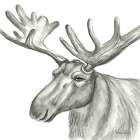 Watercolor Pencil Forest I-Moose Art Print