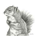 Watercolor Pencil Forest IV-Squirrel Art Print