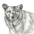Watercolor Pencil Forest V-Bear Art Print
