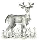 Watercolor Pencil Forest XI-Deer 2 Art Print