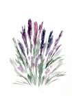 Lavender Art Print