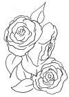 Hand Sketch Roses II Art Print