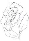 Hand Sketch Magnolia II Art Print