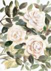 Gentle Roses Yellow I Art Print