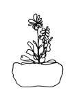 Hand Sketch Flowerpot II Botanical Print