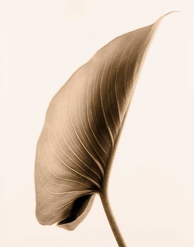 Alocasia 1 Art Print by Amanda Greenwood
